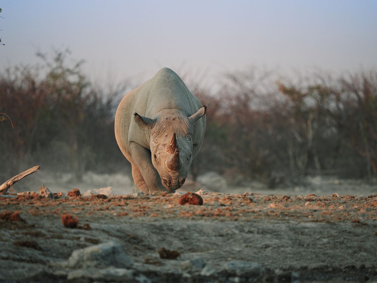 Nashorn im Fokus: Entdecken Sie die Wildnis Namibias mit majestätischen Tieren