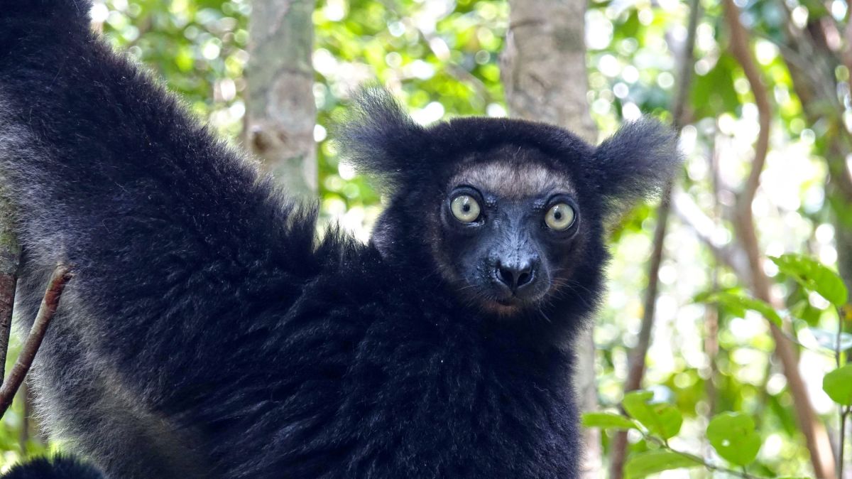 Indri-Indri im Regenwald von Madagaskar beobachten
