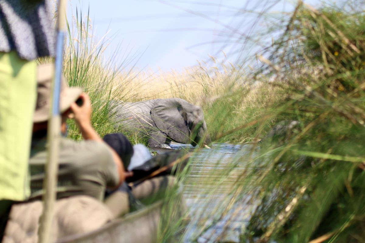 Elefant im Okavango-Delta: Natur pur beim Mokoro-Erlebnis in Botswana