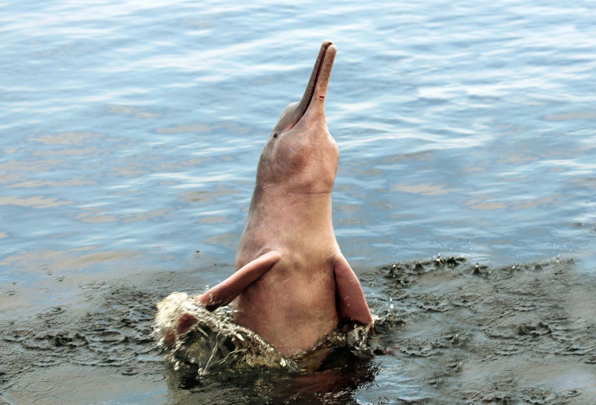 Rosa Flussdelfin in Brasiliens Gewässern: Ein einzigartiges Naturerlebnis