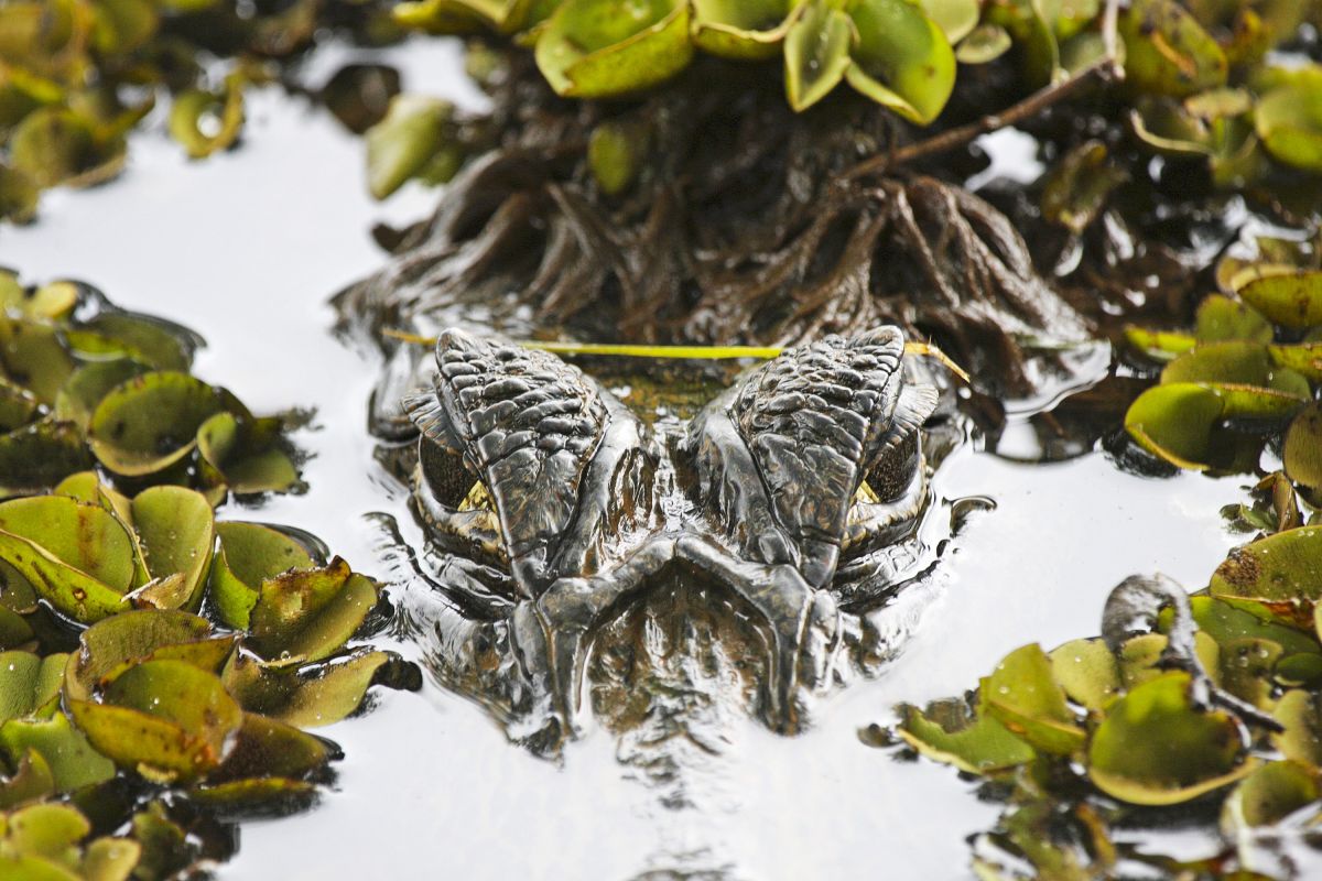Kaiman auf der Pirsch im Pantanal, Brasilien