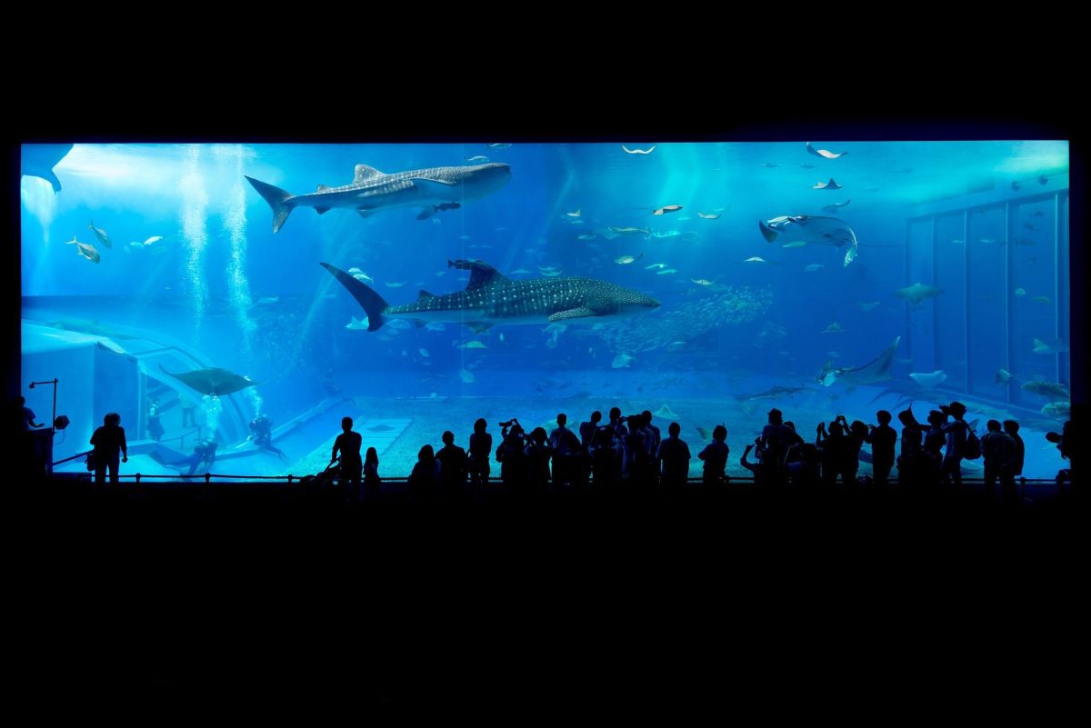 Aquarium Haie in Okinawa – Ein faszinierendes Erlebnis in Japan