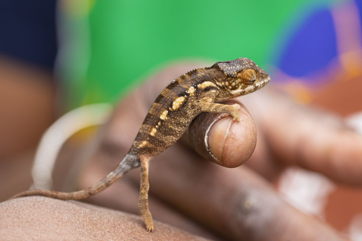Chamäleon auf einem Finger in Madagaskar – Einblicke in die bunte Natur Afrikas