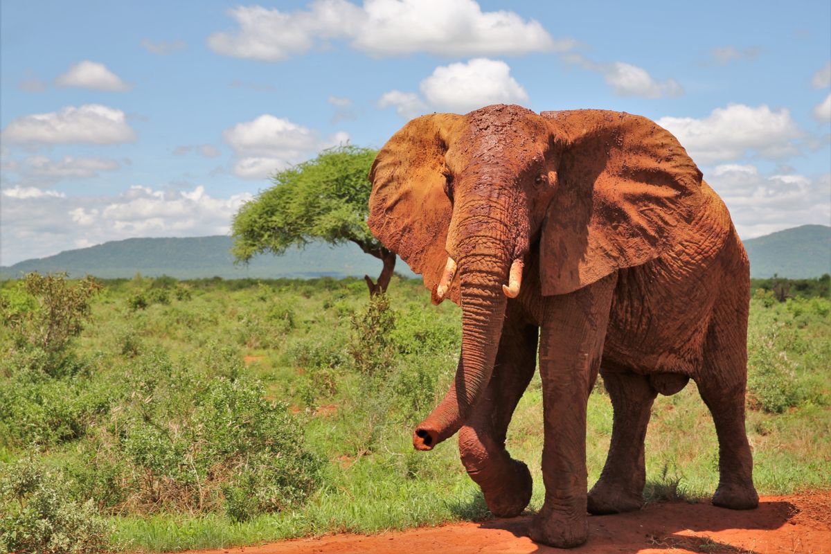 Erleben Sie den beeindruckenden Elefantenbullen in der Natur Kenias