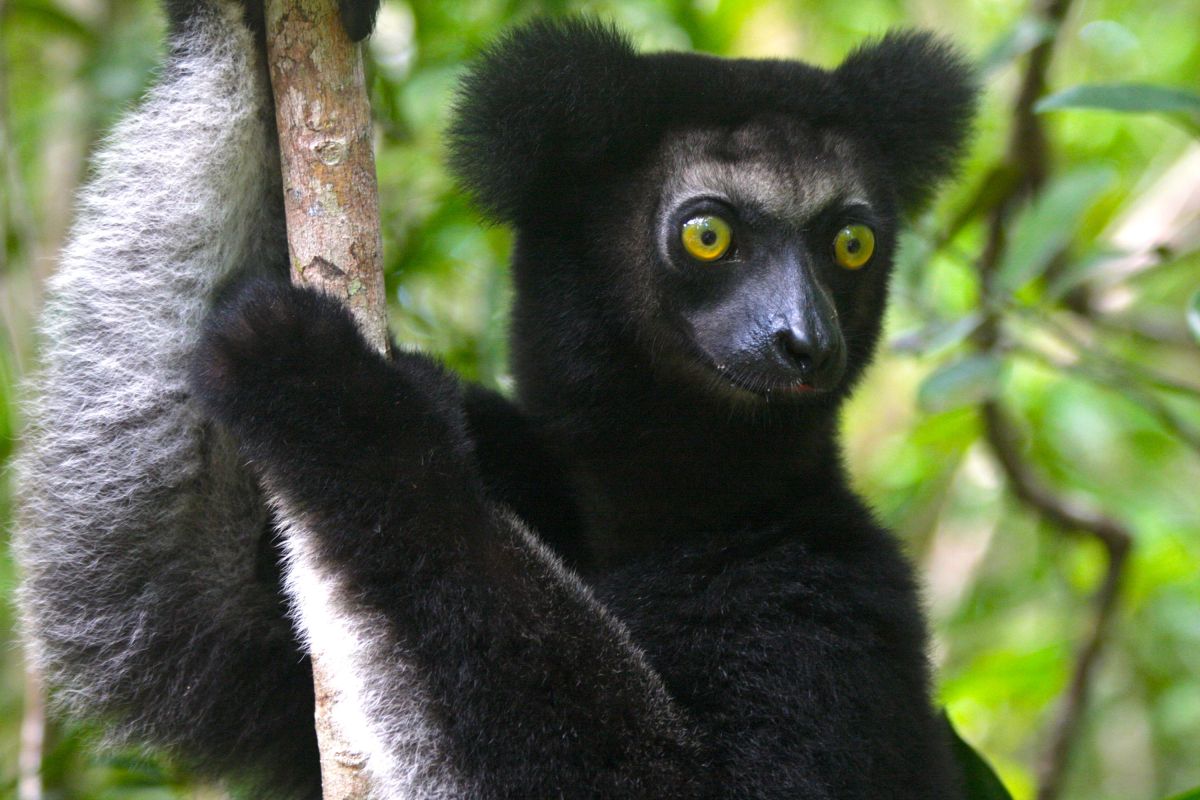 Entdecken Sie den Indri Indri im Regenwald von Madagaskar