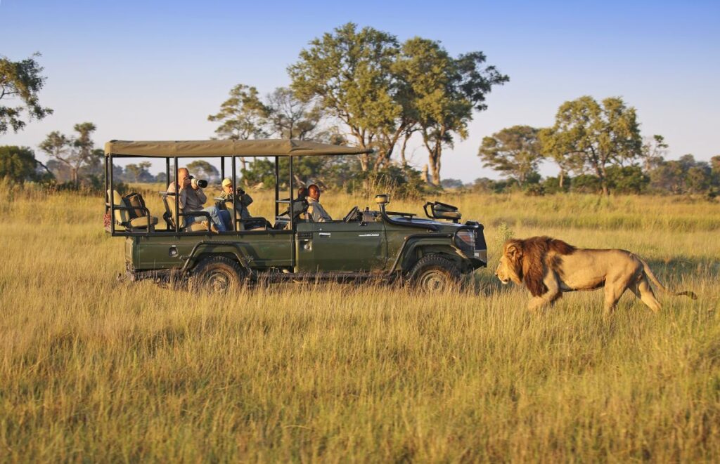 Auf Pirschfahrt in Botswana: Löwenbeobachtung in der afrikanischen Natur