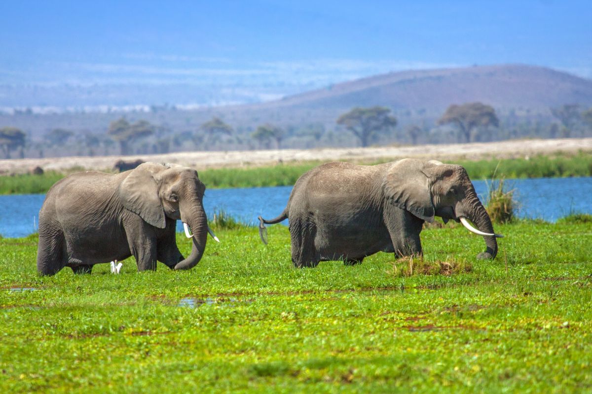 Elefanten im Amboseli Nationalpark in Kenia erleben