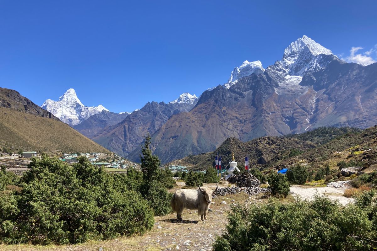 Wanderung im Everest-Gebiet mit Blick auf die formschöne Ama Dablam und einem Yak