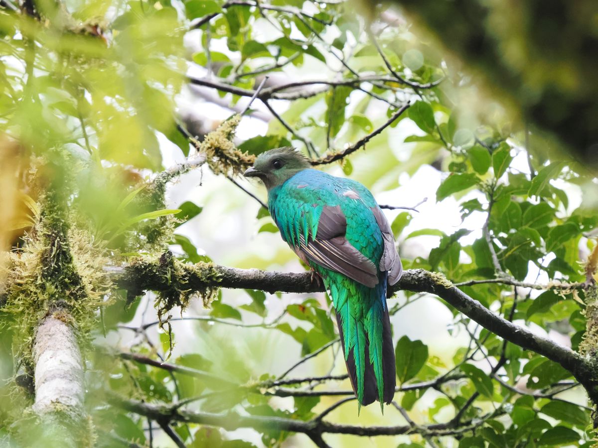 Sichtung eines Quetzal – Göttervogel der Maya in Costa Rica