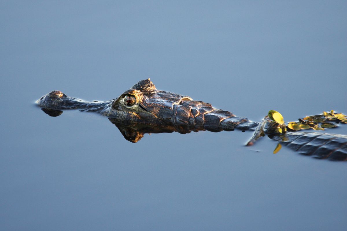 Kaiman auf der Pirsch im Pantanal, Brasilien – Ein faszinierendes Naturerlebnis