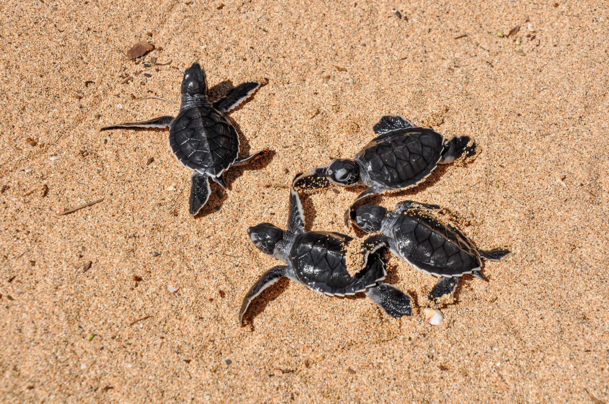 Frisch geschlüpfte Schildkröten setzen ihren Weg zum Meer in São Tomé und Príncipe fort