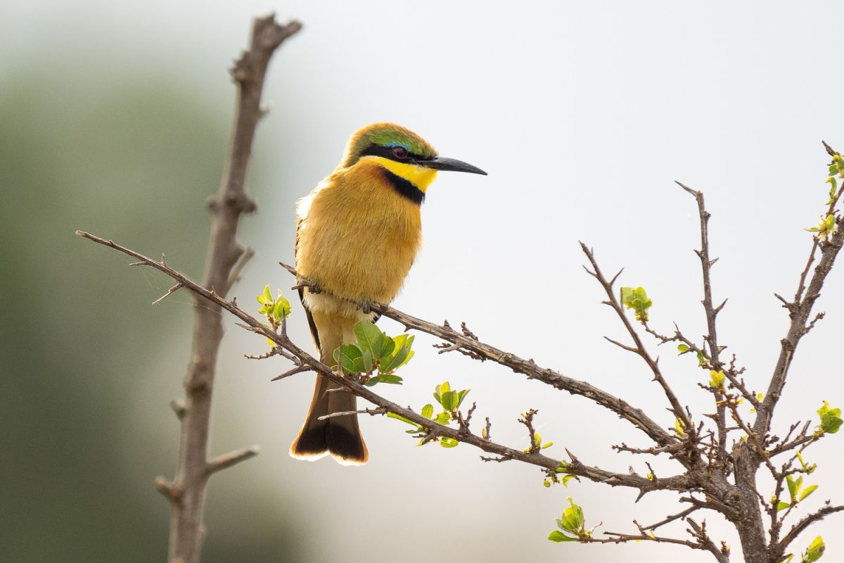 Entdecken Sie den Zwergspint, einen farbenfrohen Vogel auf Safari in Kenia.