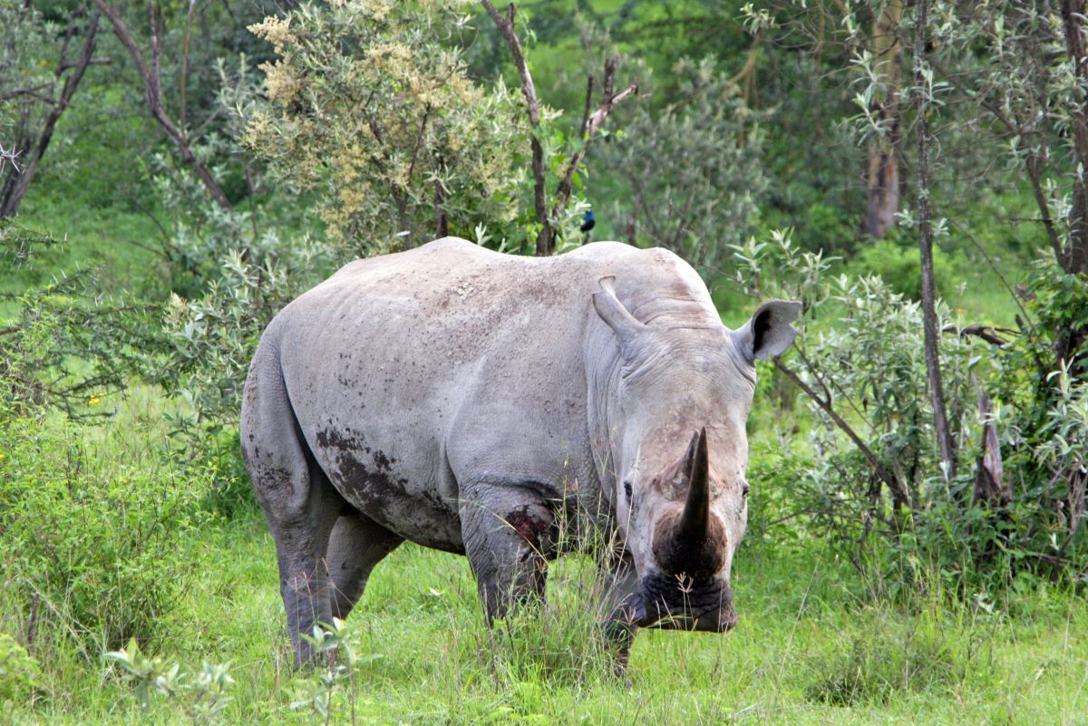 Breitmaulnashorn im Nakuru-Nationalpark in Kenia entdecken
