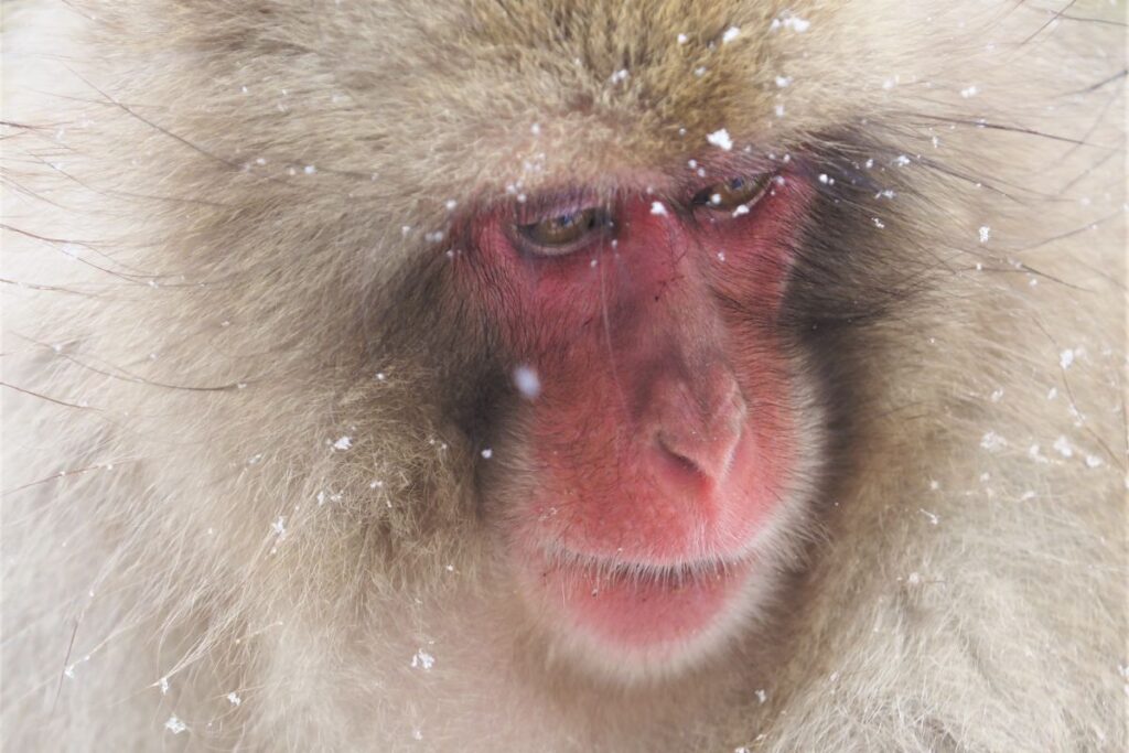 Natürlich erleben – Japans Tiere & Traditionen im Wandel der Jahreszeiten