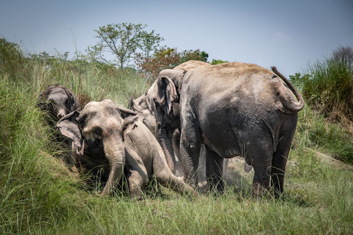 Erleben Sie Elefanten im Chitwan-Nationalpark, Nepal