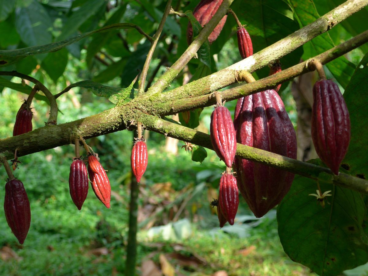 Kakao-Pflanzen in der Natur von São Tomé und Príncipe