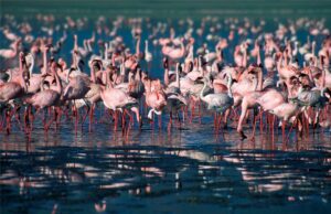 Flamingos in Tansania – Eine beeindruckende Safari-Erfahrung
