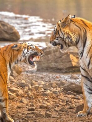Konfrontation zwischen Tigern im Tadoba Nationalpark in Indien