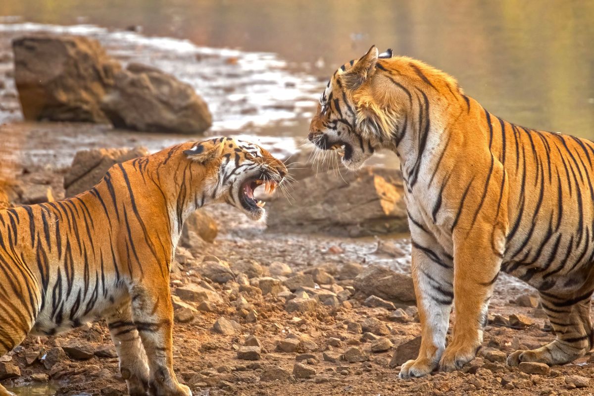 Konfrontation zwischen Tigern im Tadoba Nationalpark in Indien