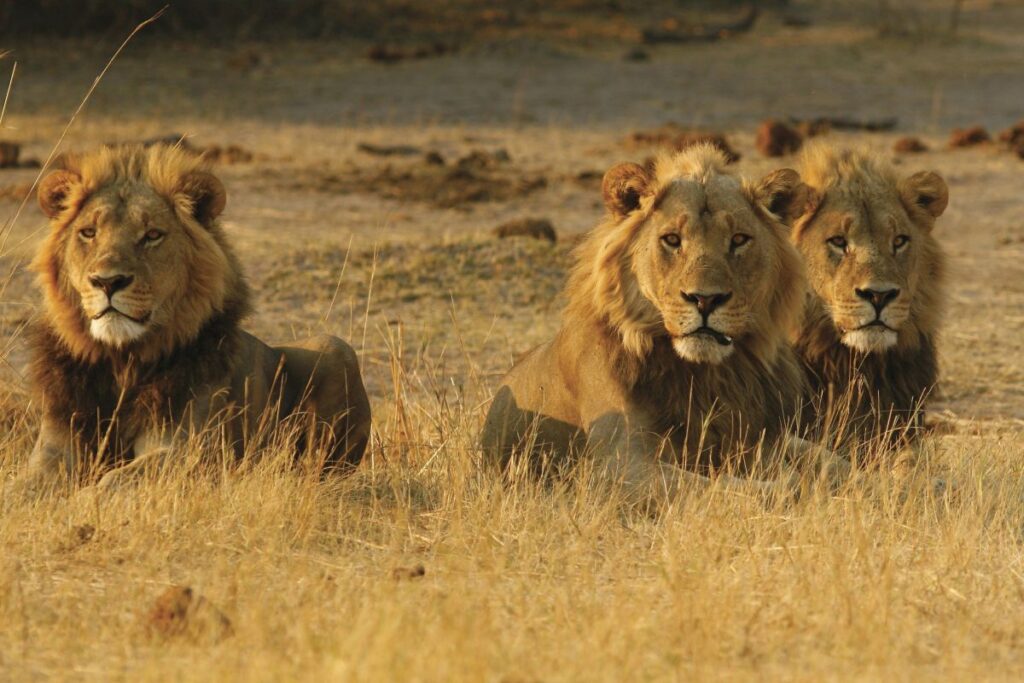Löwen im Chobe-Nationalpark: Begegnung mit majestätischen Tieren in Botswana