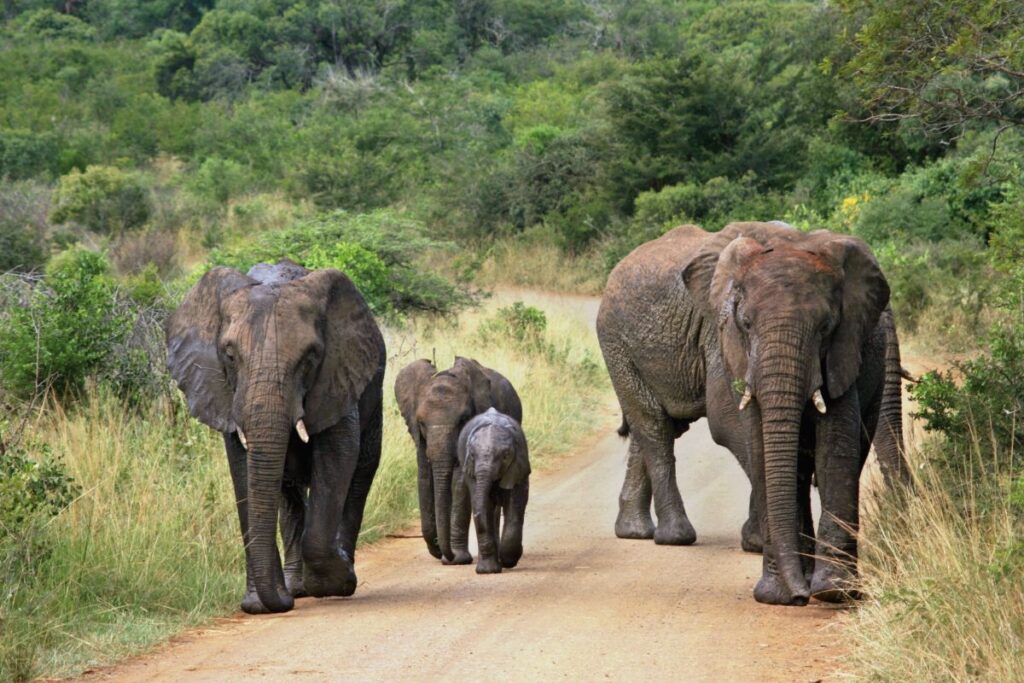 Erleben Sie eine Elefantenfamilie auf Safari im Nationalpark in Südafrika