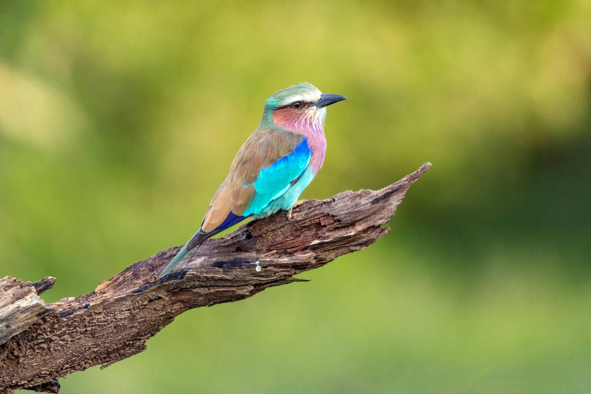 Farbenfrohe Gabelracke in Kenia – Ein faszinierender Anblick auf der Safari