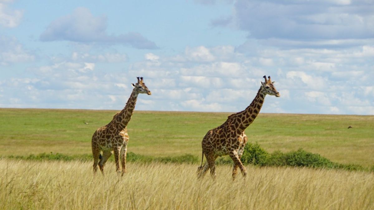 Giraffen in der Masai Mara: Ein unvergessliches Safari-Erlebnis in Kenia