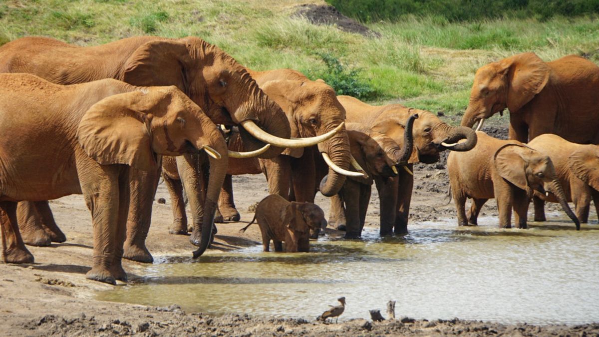 Elefanten am Wasserloch im Tsavo Ost Nationalpark in Kenia entdecken