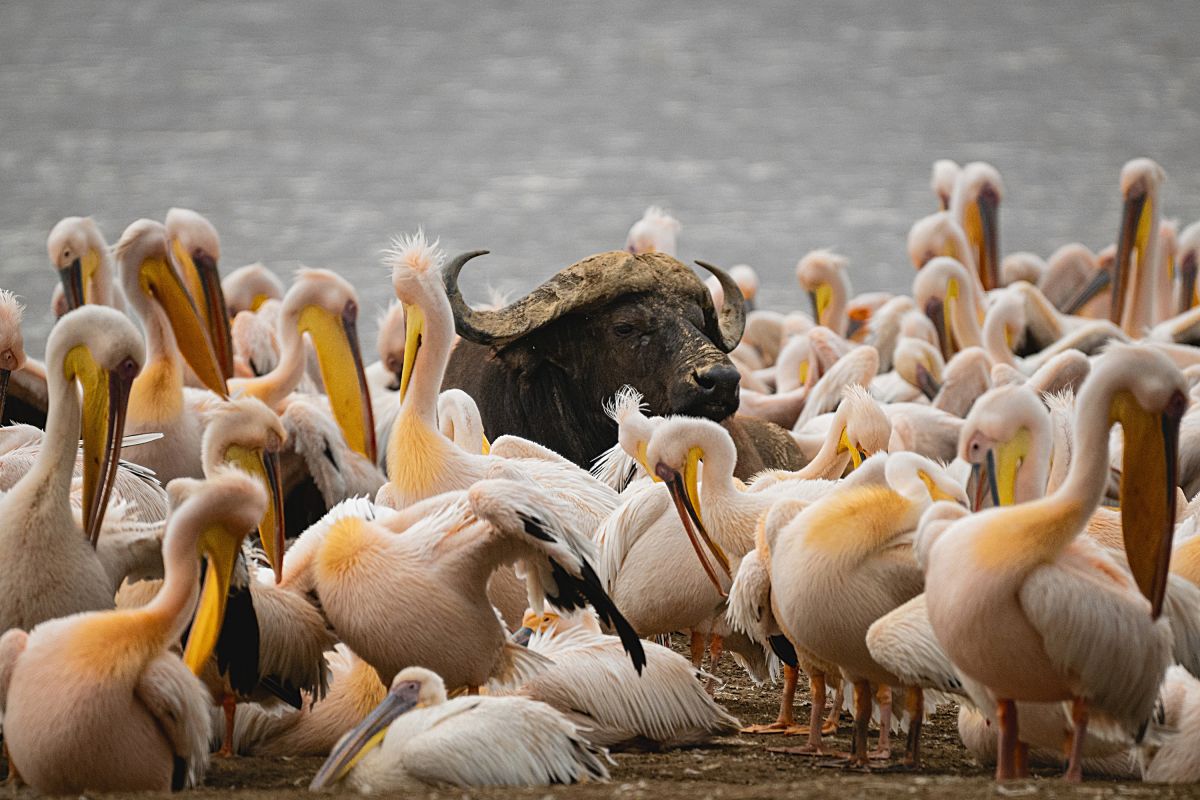 Büffel und Pelikane am Lake Nakuru in Kenia: Ein faszinierendes Naturerlebnis