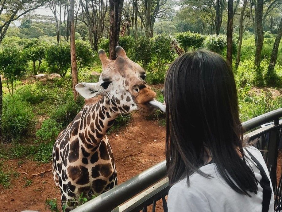 Im Giraffe Center in Nairobi