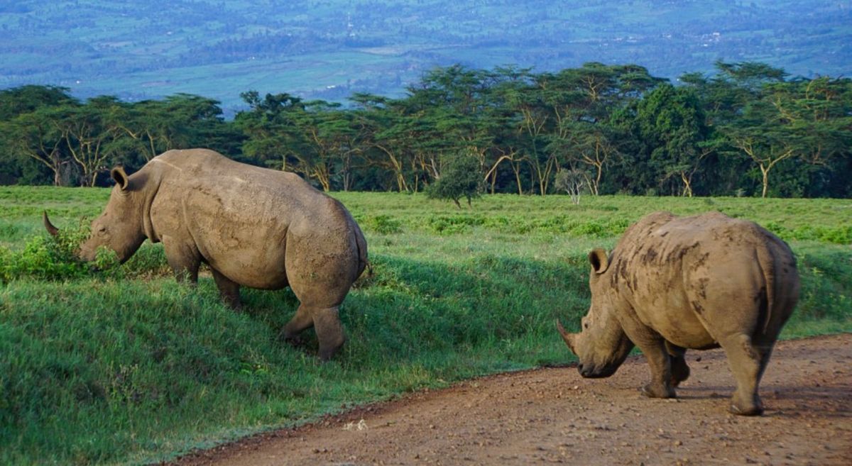Nashörner am Lake Nakuru - Eine Safari in Kenia erleben