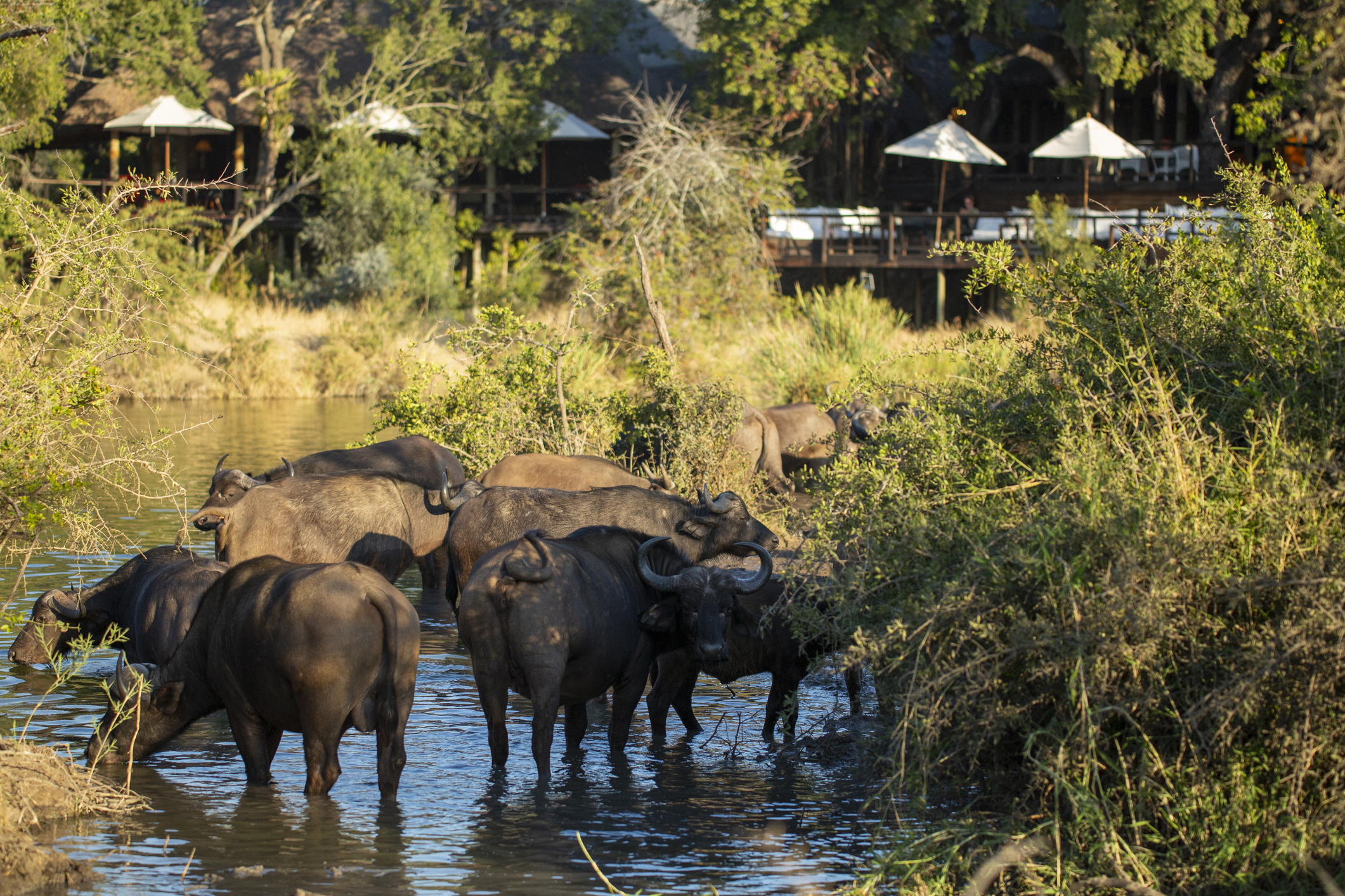 Büffelherde im Wasser mit Lodges im Hintergrund
