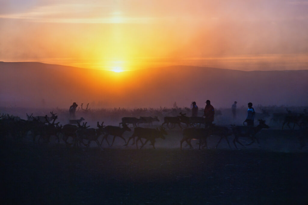 Rentierherde in der Mitternachtssonne