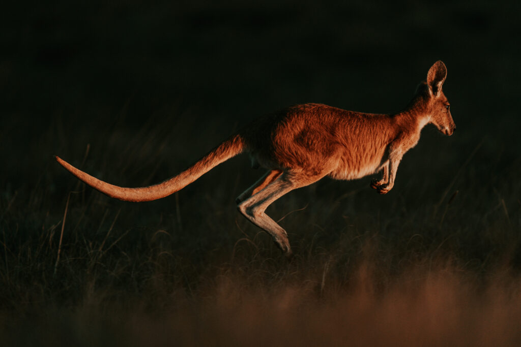 Känguru bei Nacht Australien