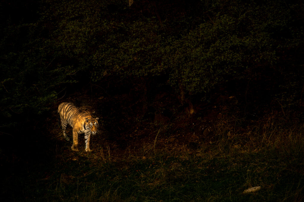 Tiger bei Nacht Indien