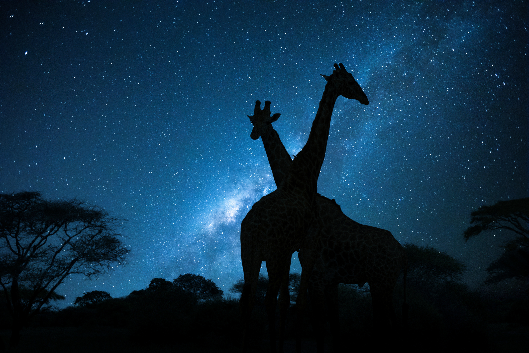 Giraffen unterm Sternenhimmel Nachtsafari in Afrika 