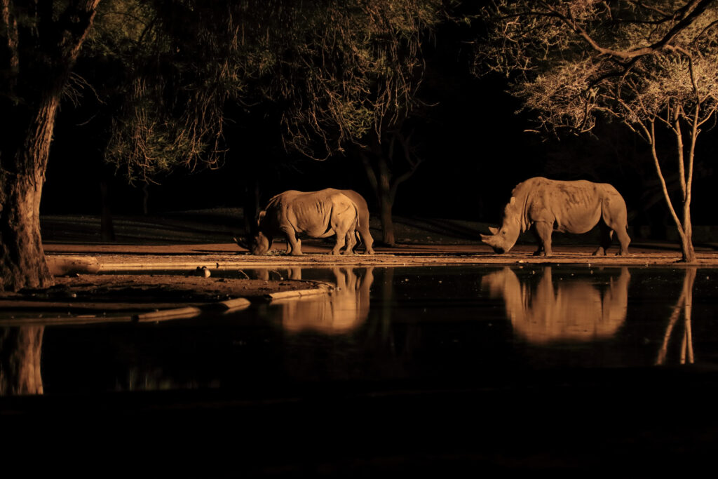 2 Nashörner am Wasserloch bei Nacht