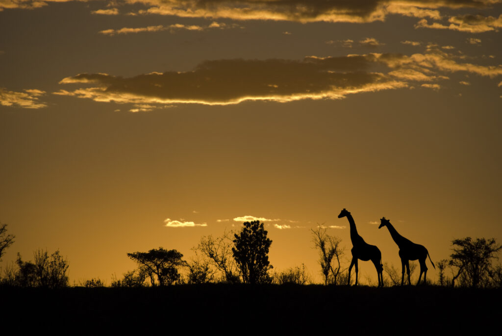Zwei Giraffensilhoutten nach Sonnenuntergang