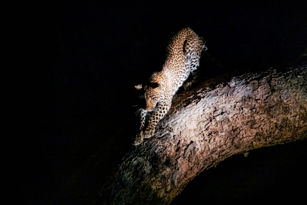 Leopard am Baum auf Safari bei Nacht