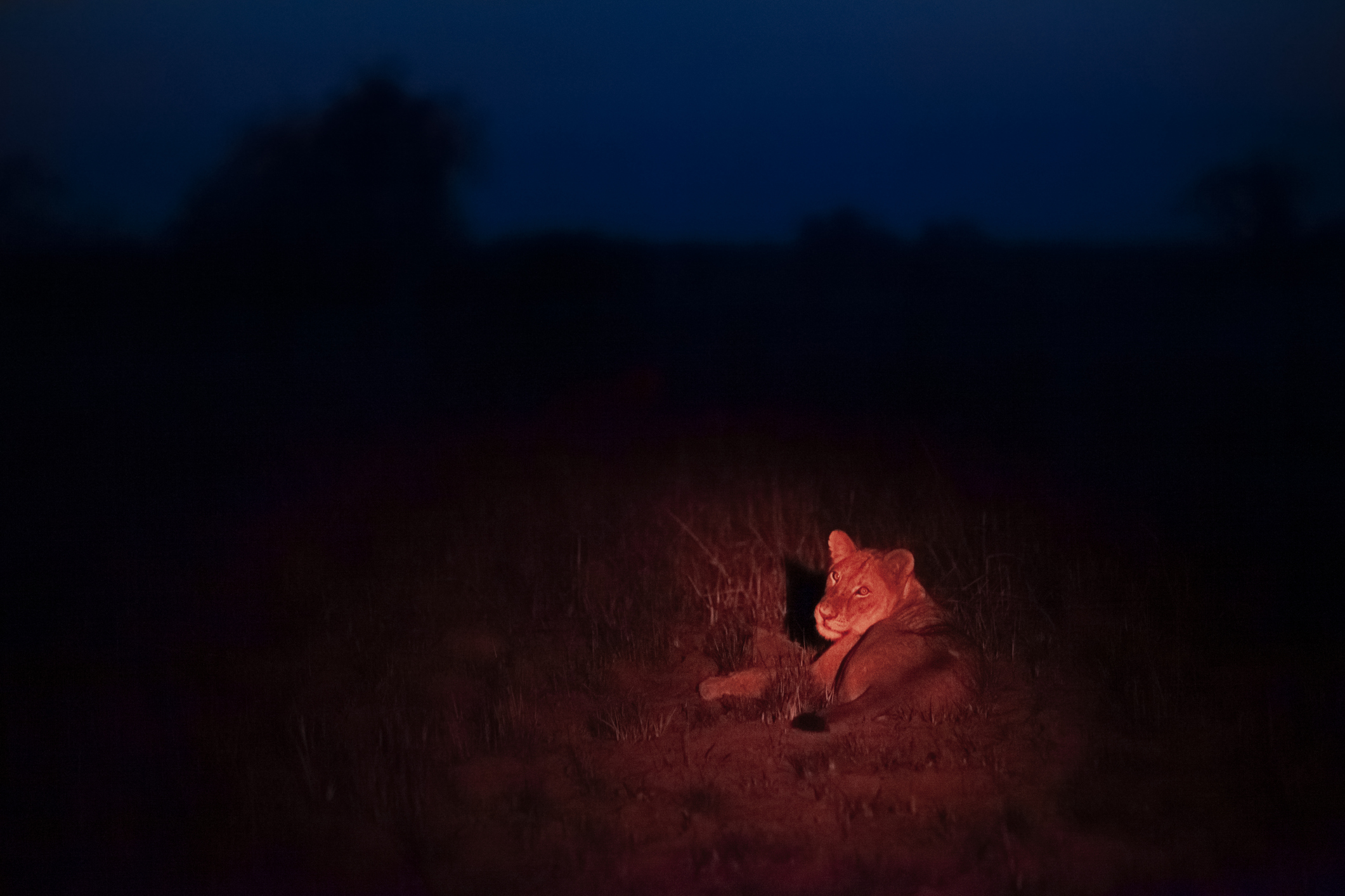 Löwe auf Nachtsafari in Afrika