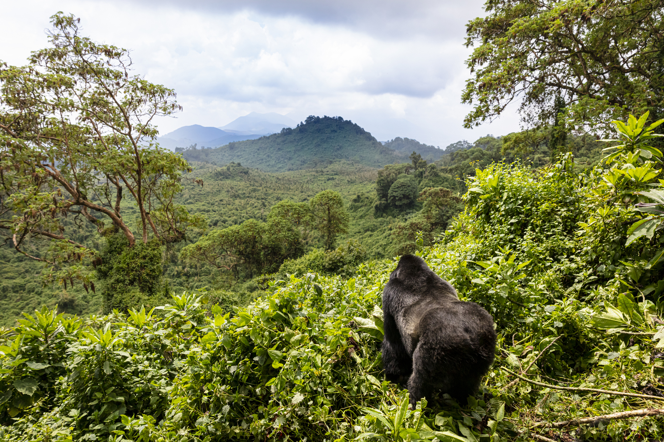 Gorilla im grünen Dschungel mit wolkenverhangenem Berg im Hintergrund