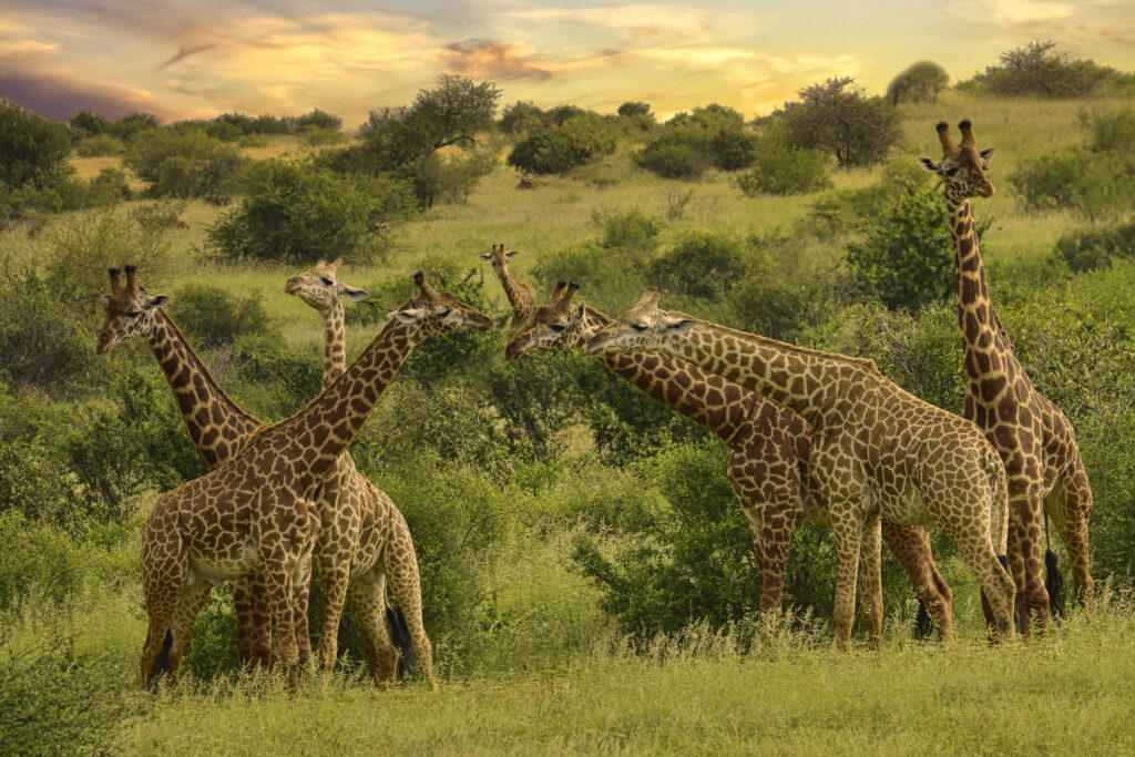 Giraffen in üppig grüner Landschaft während der Regenzeit in Afrika