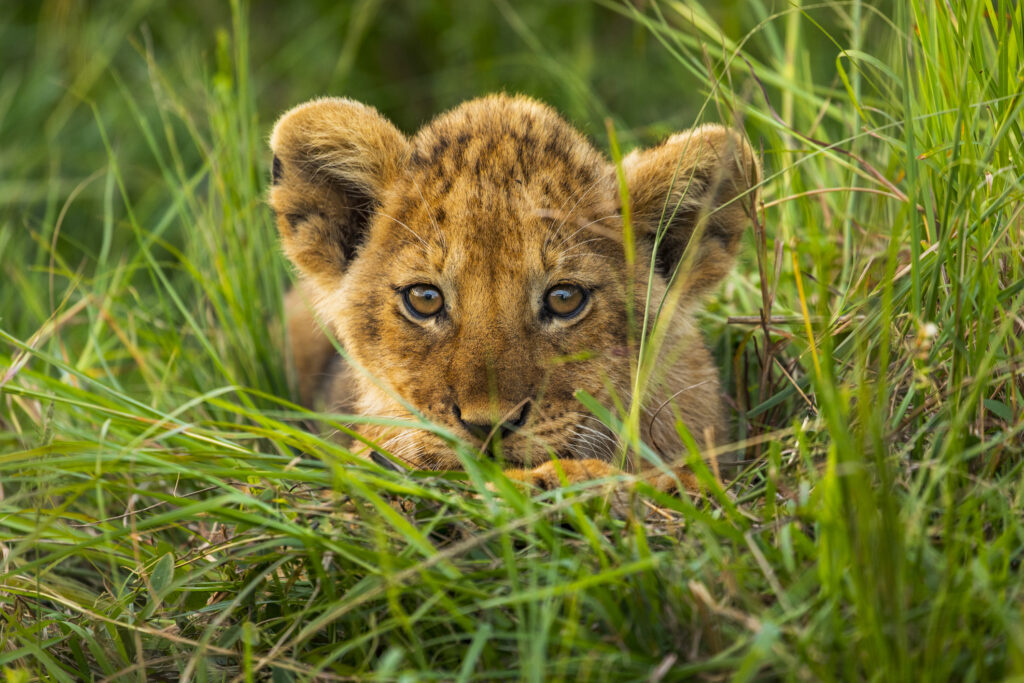 Löwenbaby im Gras