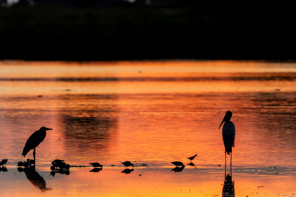 Vögel an einem stillen Wasser in Sonnenuntergangslicht