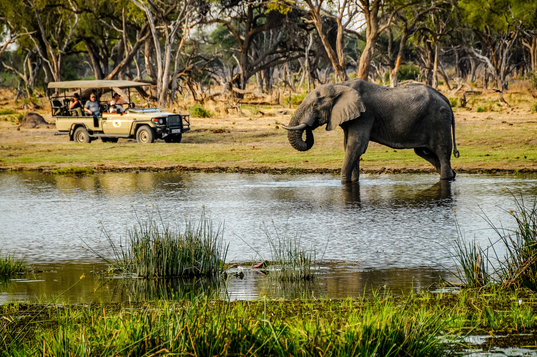 Safarifahrzeug beobachtet einen Elefanten an einer Wasserstelle