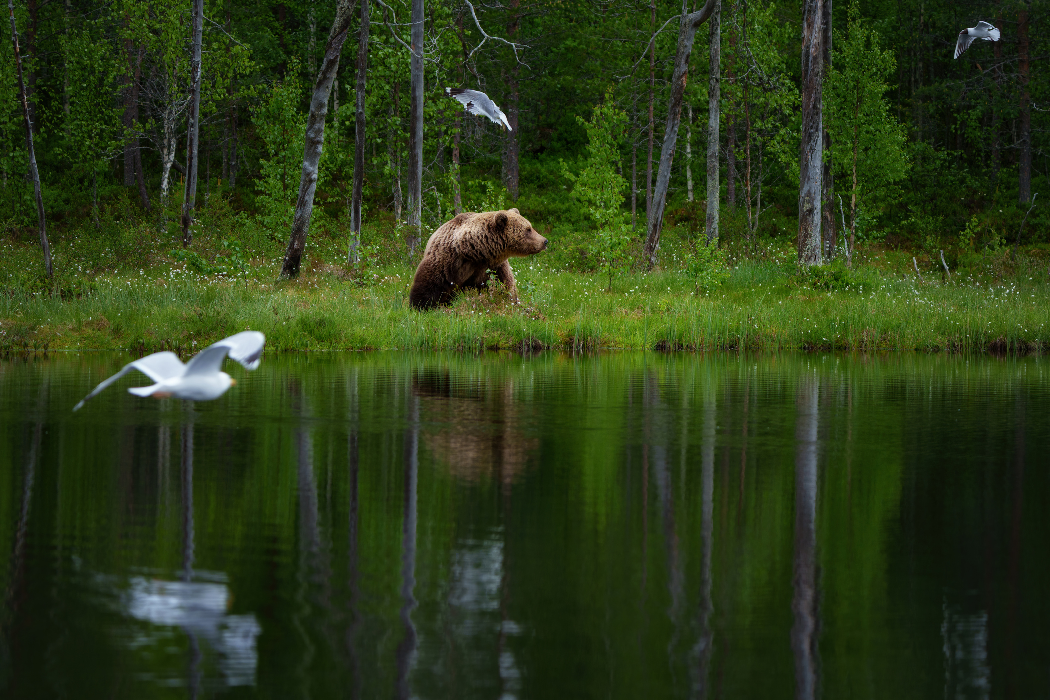 Bär auf Wiese vor Wald und See in Finnland mit Vögel