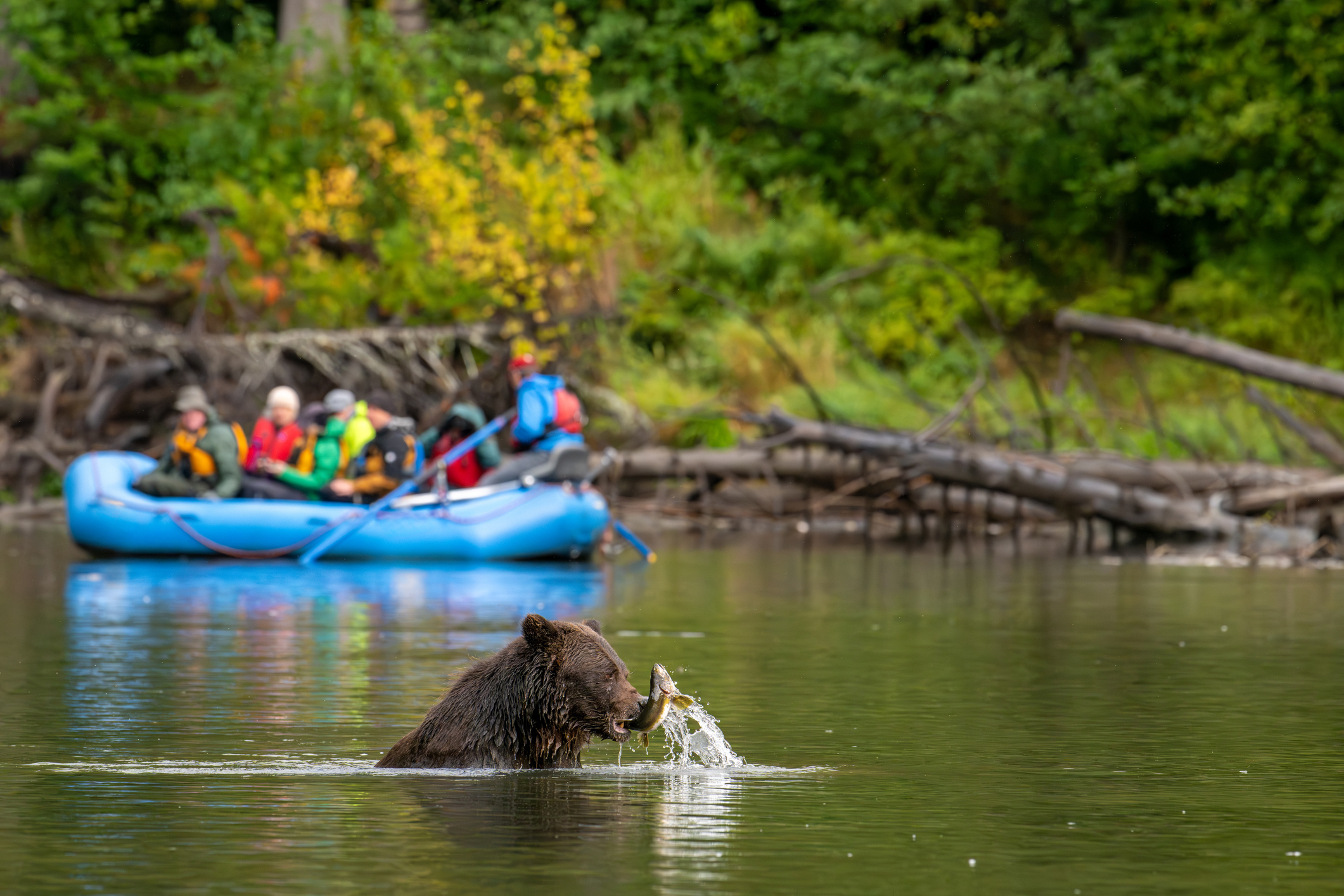 Boot mit Safari Touristen in Fluss in Kanada beobachten einen Bären im Wasser der einen Fisch fängt