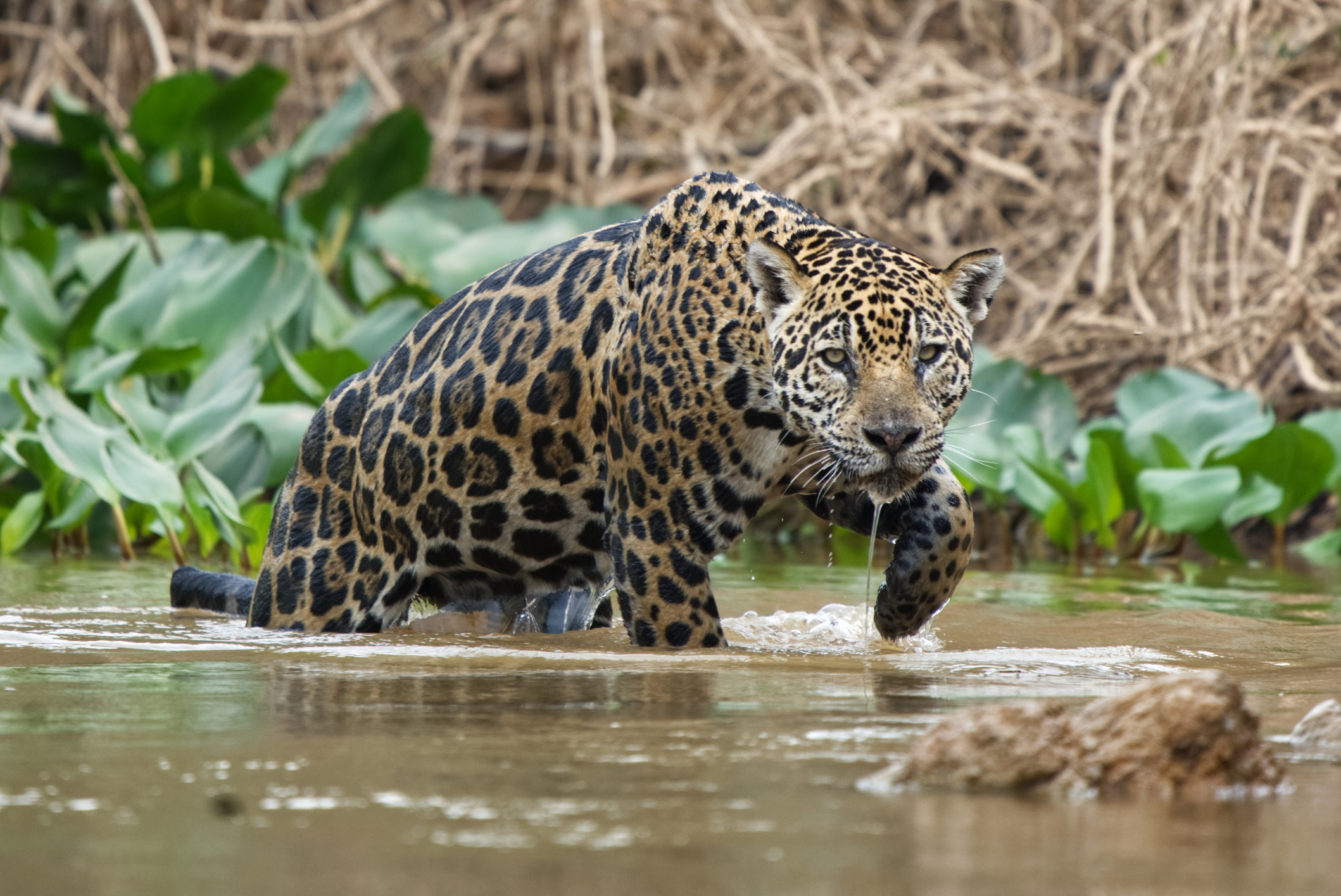 Jaguar streift durch Wasser in Brasilien Pantanal
