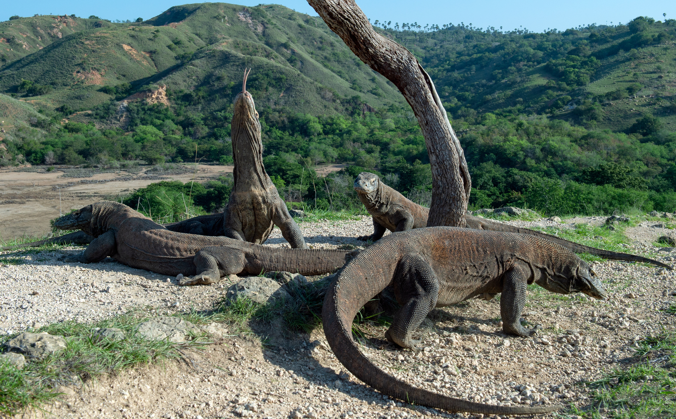 4 Komodowarane in der Landschaft Indonesiens