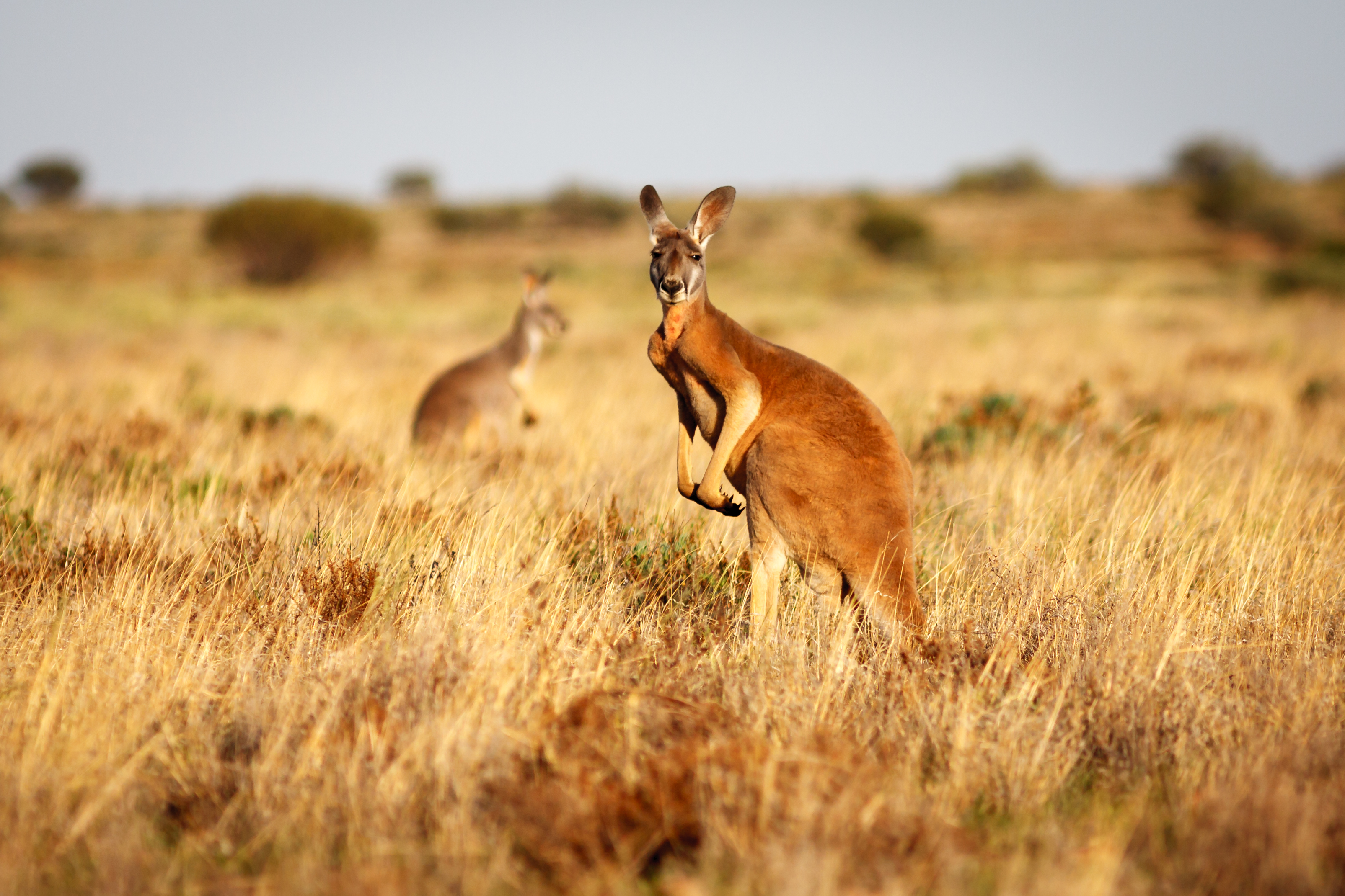 2 Kangurus in hohem braunen Gras in Australiens Outback